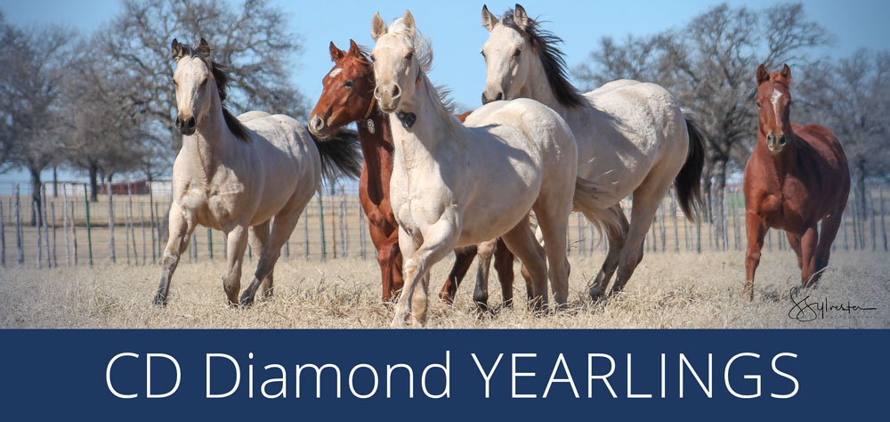 CD Diamond Yearlings image