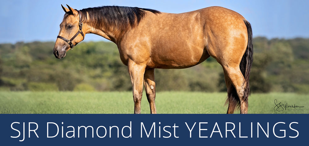 SJR Diamond Mist Yearlings image