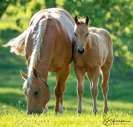 San Juan Ranch Mares